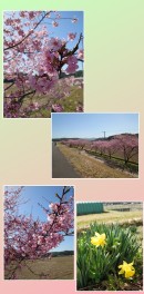早咲き河津桜を見に行ってきました